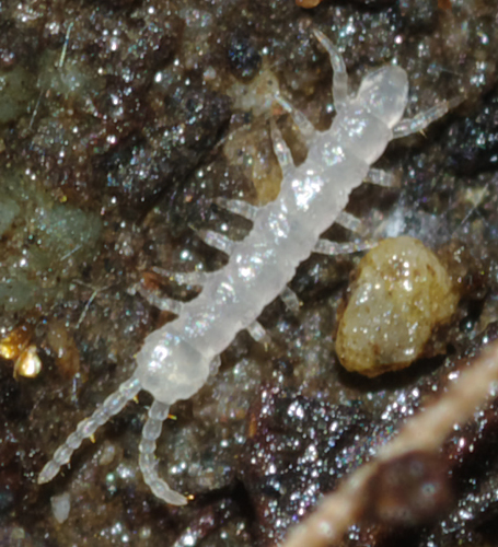 Piccolo centopiedi bianco